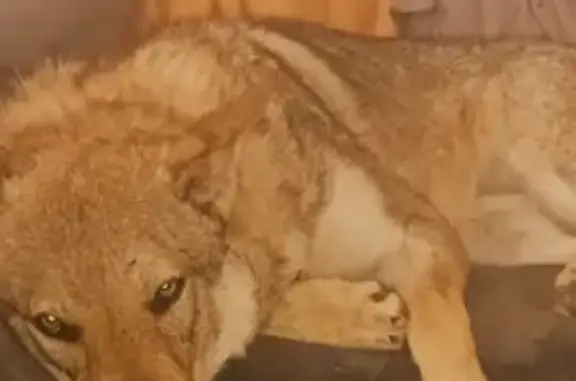 Animaux perdus Bellegarde-Poussieu, photo: Chien disparu, possible vol