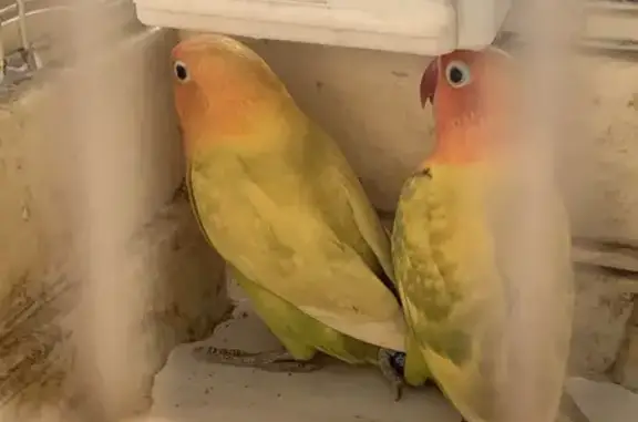 Missing Female Lovebird: Tam, Aukane St, Liverpool