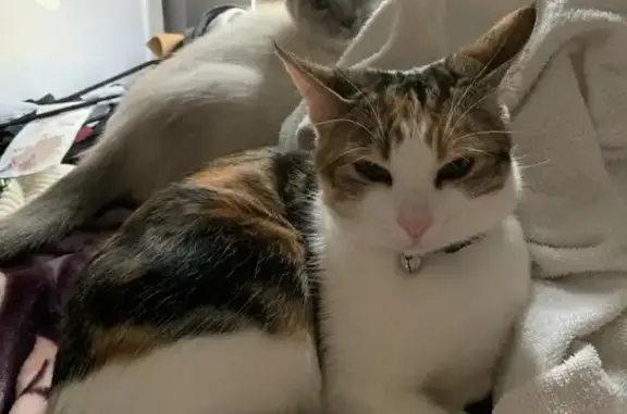 Lost Calico Cat: Microchipped, Distinctive Colors | Parramatta