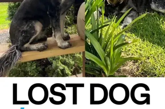 Lost Dog Alert: Snowy Valleys Council, NSW