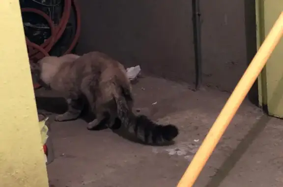 Chat trouvé à Clermont-Ferrand, nourri et à l'abri. - photo