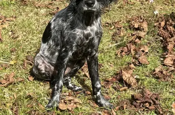 Animaux perdus Sannois, photo: Chien perdu près centre équestre Sannois
