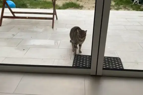 Chat trouvé sans tatouage, Rue des Granges - photo