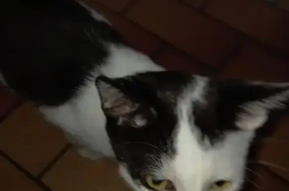 Chat perdu, , photo: Chat blanc tache noire disparu à Le Loroux