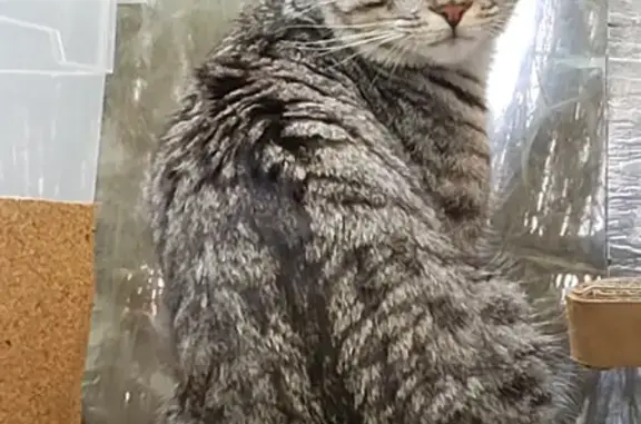 Animaux perdus Noyant-d'Allier, photo: Chat tigré disparu, jeune mâle, vacciné et castré