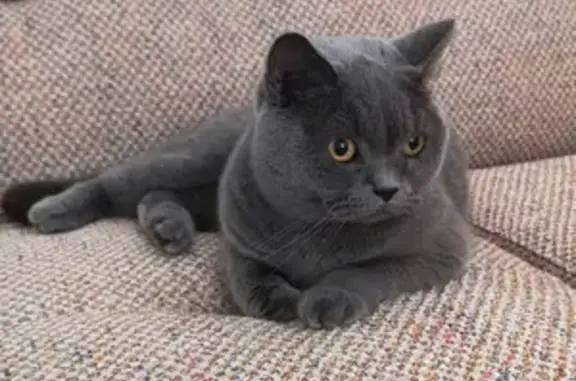 Chat perdu, Nice, photo: Chat British shorthair femelle, gris, perdu à Nice