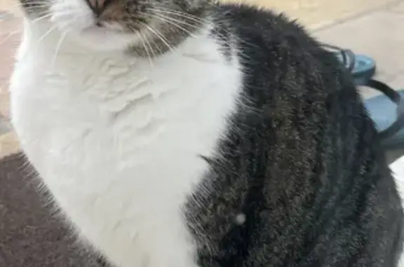 Chat trouvé à Cambo-les-Bains - photo