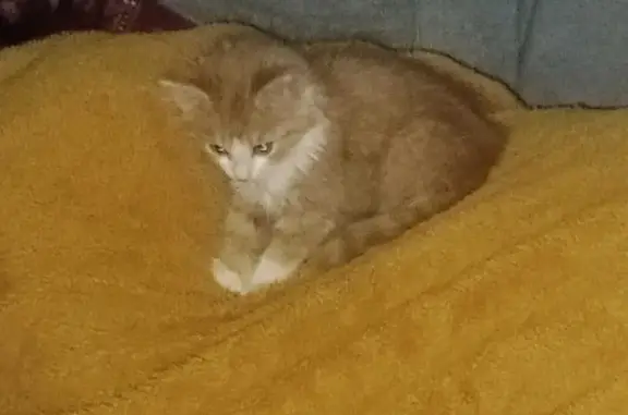Animaux perdus Saint-Maixent-l'École, photo: Chaton tigré roux disparu, non pucé, non vacciné. Aidez-moi à le retrouver !