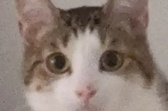 Animaux perdus Guilers, photo: Chat mâle européen disparu