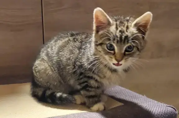 Animaux trouvés Domqueur, photo: Chaton tigré trouvé près de Domqueur