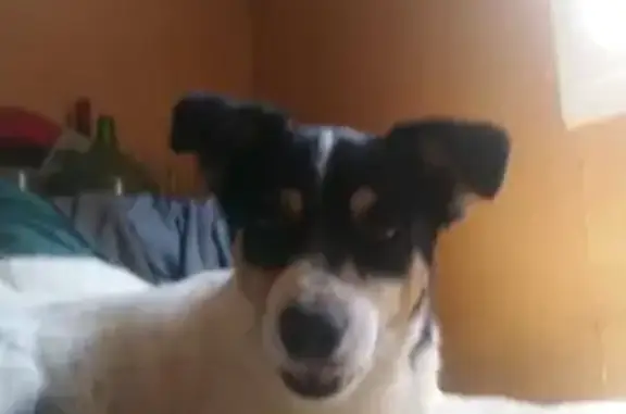 Animaux perdus , photo: Chien disparu : Léon et Marcel, jack Roussel et fox terrier