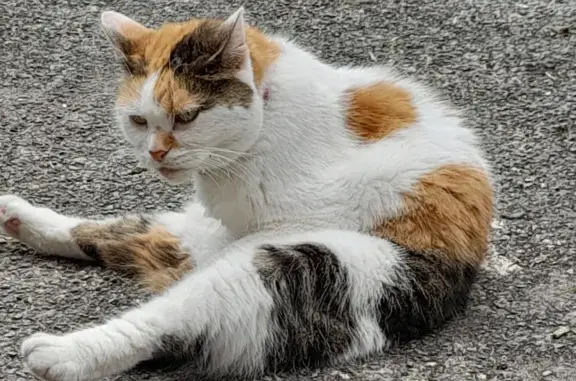 Lost: Female Tortoiseshell Cat, Patch | Beverley Road, 132
