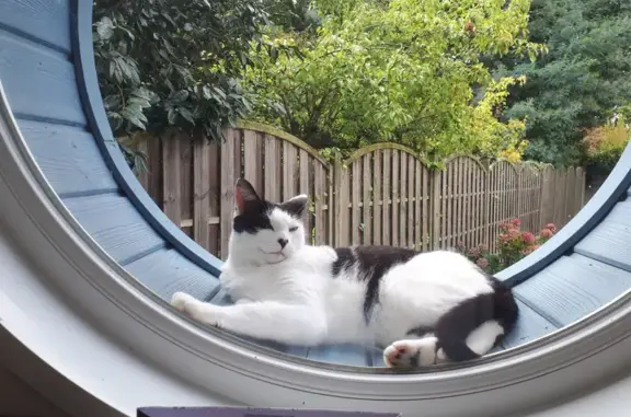 Chat perdu, Angers, photo: Chat noir et blanc tacheté disparu à Angers