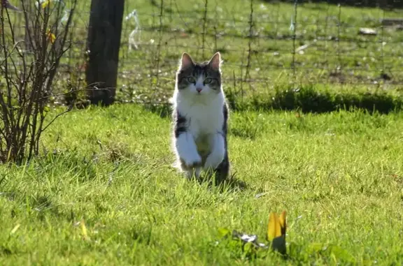 Chat perdu, Navilly, photo: Chat perdu à Navilly, secteur rue de Leussus. Calinette, Minette angora, identifiée et stérilisée. Sociable et aime se faufiler dans les voitures. Contactez-nous si vous l'avez vue. À partager.