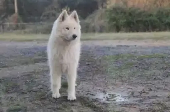 Chien perdu Vivy, photo : Chien perdu à Vivy [49680] - Jynka, samoyède/Husky, pucée I-CAD