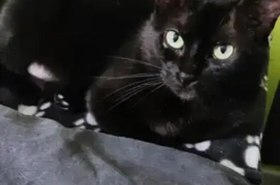 Animaux perdus Yerville, photo: Chat noir Jade disparu, Avenue Charles de Gaulle, Yerville