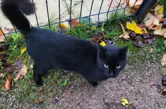 Chat trouvé Chavelot, photo: Chat noir câlin, trouvé mi-août, Rue des Marronniers, Chavelot