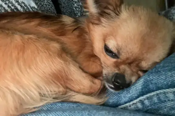 Chien perdu Saint-Jean-de-Verges, photo : Chien chihuahua rousse disparu, besoin d'aide !