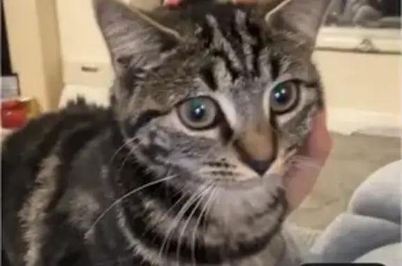 Lost Tabby Cat: Small, Beady-Eyed, Stanton Street