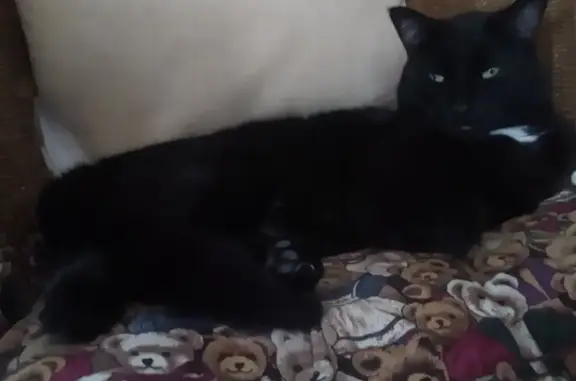 Lost: Black Cat with White Patch | Taylor Street, Canada Bay