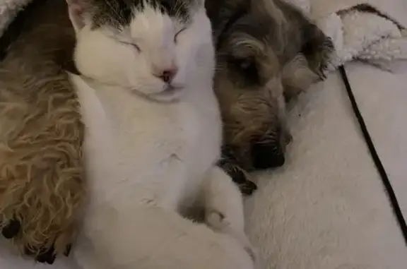 Animaux perdus La Clayette, photo: Chat perdu: Petit chat blanc tigré, tatoué, affectueux