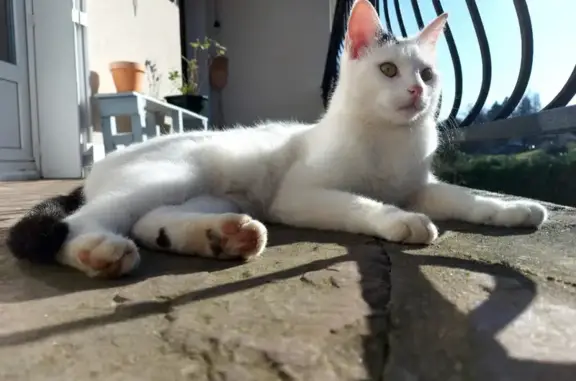 Animaux perdus Saint-Sornin-Lavolps, photo: Chat mâle castré perdu, grand blanc avec taches noires, Allée des Tribunes, 6, Saint-Sornin-Lavolps.