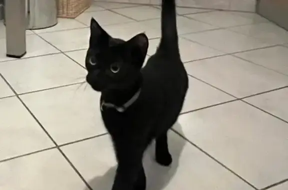 Chaton trouvé, 5 mois, non identifié, Lyon - photo