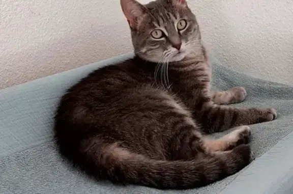 Animaux perdus Mions, photo: Chat gris tigré perdu à Mions depuis le 06/11/2023