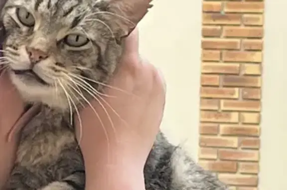 Chat tigré gris disparu à Vitry-sur-Seine