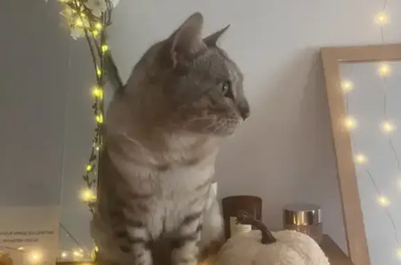 Lost Snow Bengal Cat | Microchipped & Neutered | Stonegate