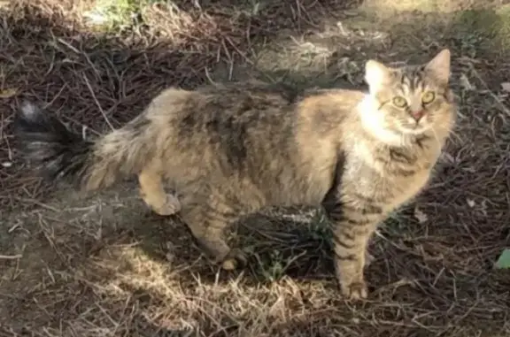 Animaux perdus L'Isle-Jourdain, photo: Chat disparu - Buck, 2 ans, poils longs, peureuse, L'Isle-Jourdain