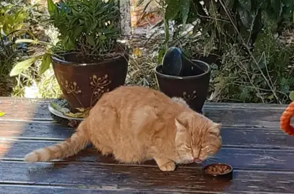 Chat roux non castré, trouvé près de chez nous - Rue de la Grande Maison, Ponteyraud - photo