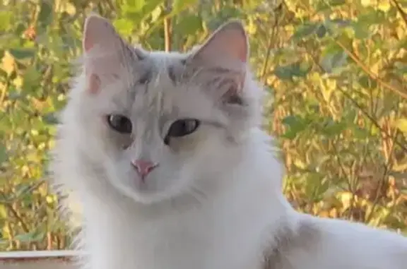 Animaux perdus Villardonnel, photo: Chat perdu: Poils longs blancs, taches fauves, yeux bleus, pucé. Nom: Sayuki (Yuki). Rue des Troubadours, Villardonnel.