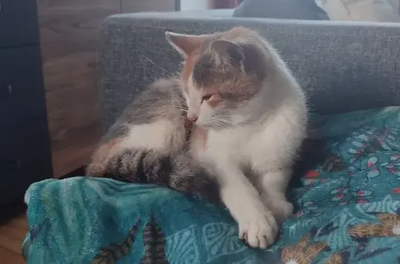 Chatte trouvée près d'Oceanopolis, sociable et câline. - photo