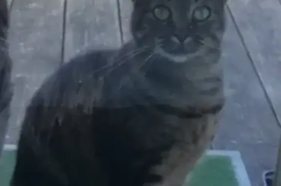 Chat perdu, Bassillac et Auberoche, photo: Chat disparu à Bassillac