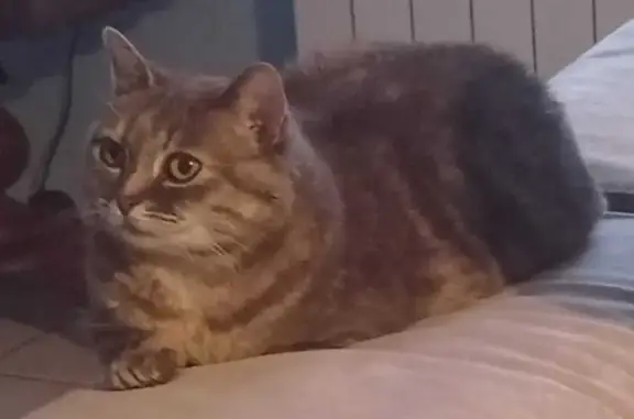 Animaux perdus Iffendic, photo: Chatte beige/gris/marron disparue à Iffendic
