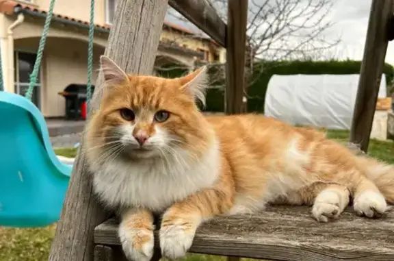 Animaux perdus Le Puy-en-Velay, photo: Chat roux et blanc disparu