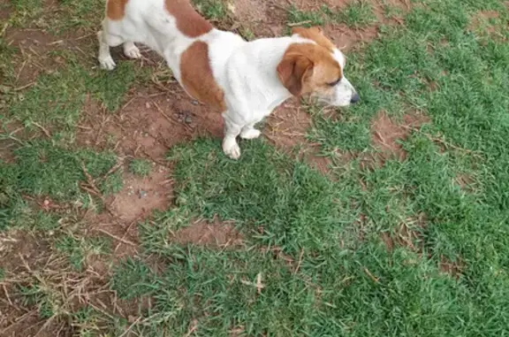 Lost & Undernourished: Female Jack Russell Found on Rhokana Road, Gauteng