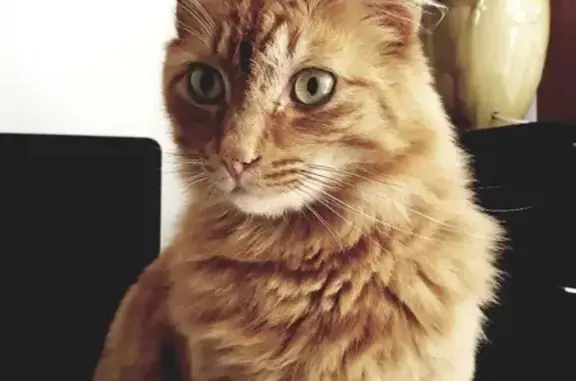 Lost Ginger: Long-Haired Maine Coon, 8yo Male, Groendal Way