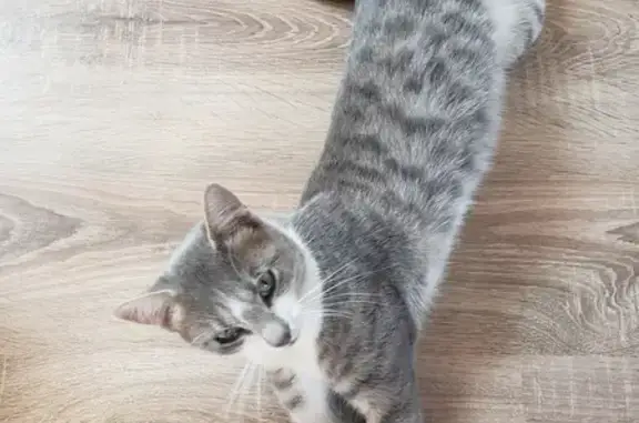 Animaux perdus , photo: Chat gris tigré, 1 an, disparu à Saint-Sauveur-en-Puisaye