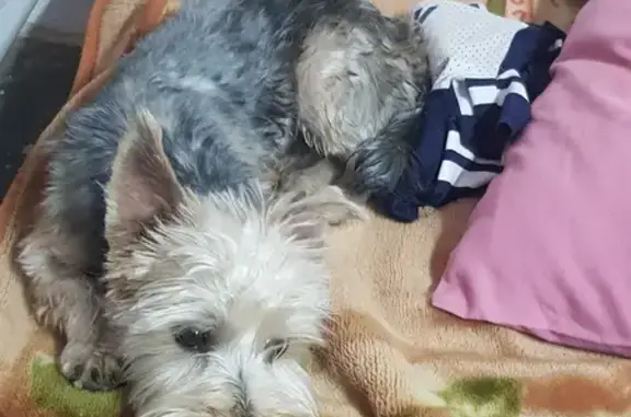 Help find my lost Male Yorkie in Germiston!