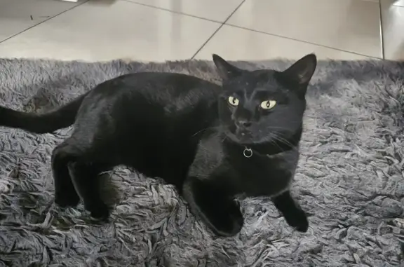 Lost Male Cat MUIS: 3yrs, Sterilized, Pitch Black