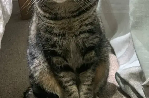 Lost Tabbi Cat: Black, Grey, Beige, Green Eyes