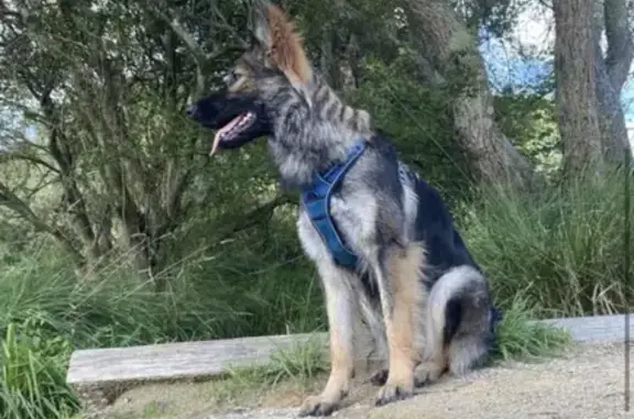Animaux perdus Rosporden, photo: Chien disparu : Altdeushe Schaferhund femelle, 2 ans