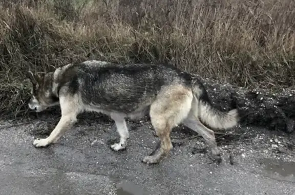 Улюбленці в пошуку домівки: собака-дівчинка та її цуценята