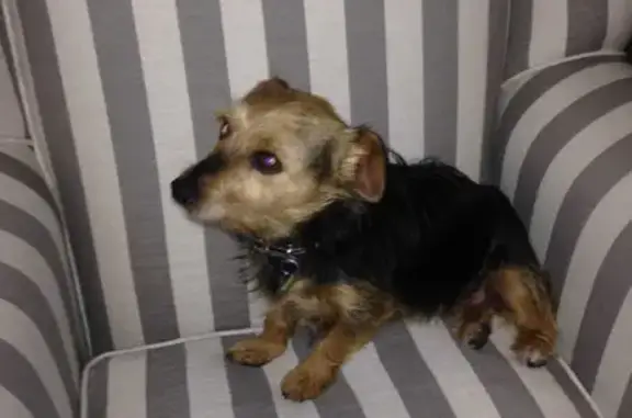 Lost Female Yorkie Terrier: Cambridge Ave, Rosebank