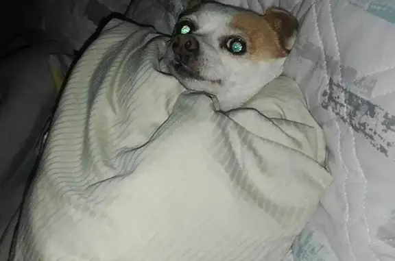 Lost Female Chihuahua Mix: White & Cream, Pink Collar - Majuba St, Emfuleni