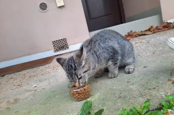 Chat trouvé: Petite chatte sociable, 5 mois, tigrée gris, yeux noisettes. Rue de la Marne, Palaiseau. - photo