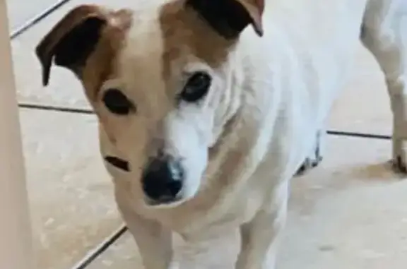 Lost Male Jack Russel: Missing since Nov 5