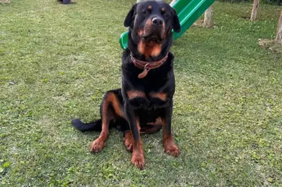 Lost Rottweiler: 4yo Male | King Dinuzulu Road, Durban